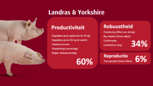 Landras Yorkshire DanBred